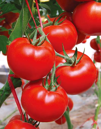 番茄种植技术和管理技术（西红柿的种植小技巧）