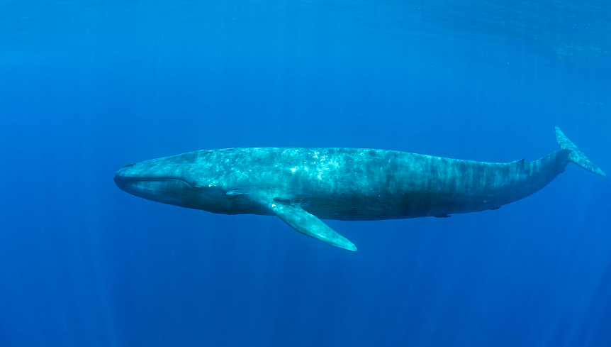世界上最大的动物：蓝鲸