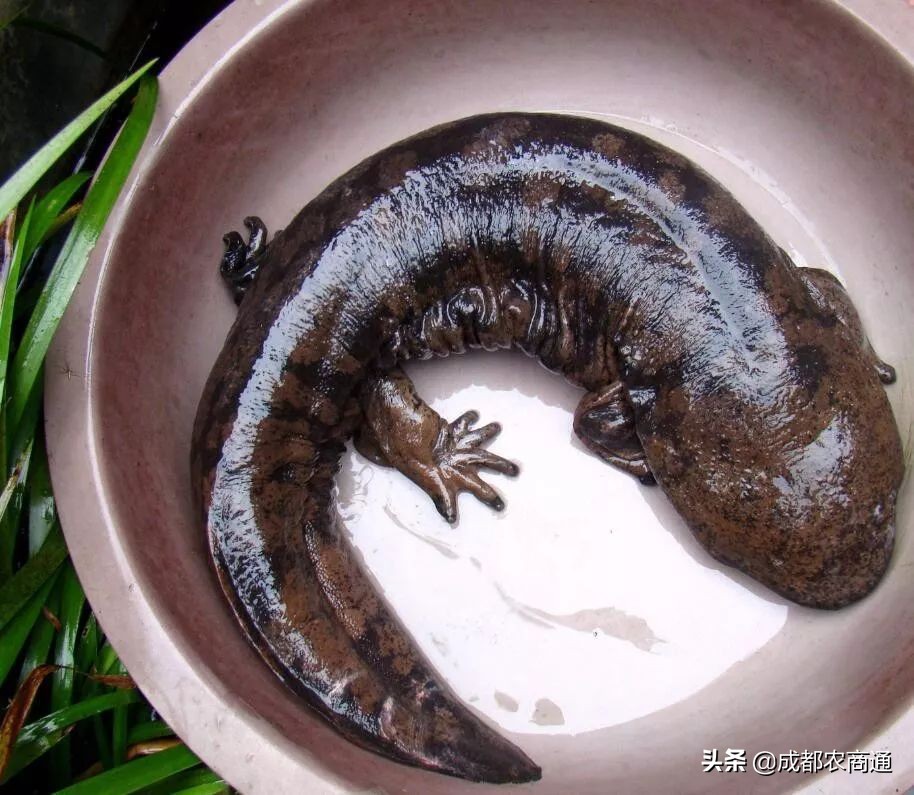 养娃娃鱼犯法吗？吃娃娃鱼犯法吗？