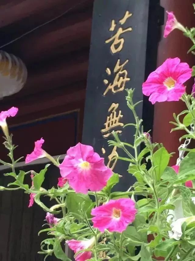 最美的尼姑庵，不烧香只种花，看一眼就想出家