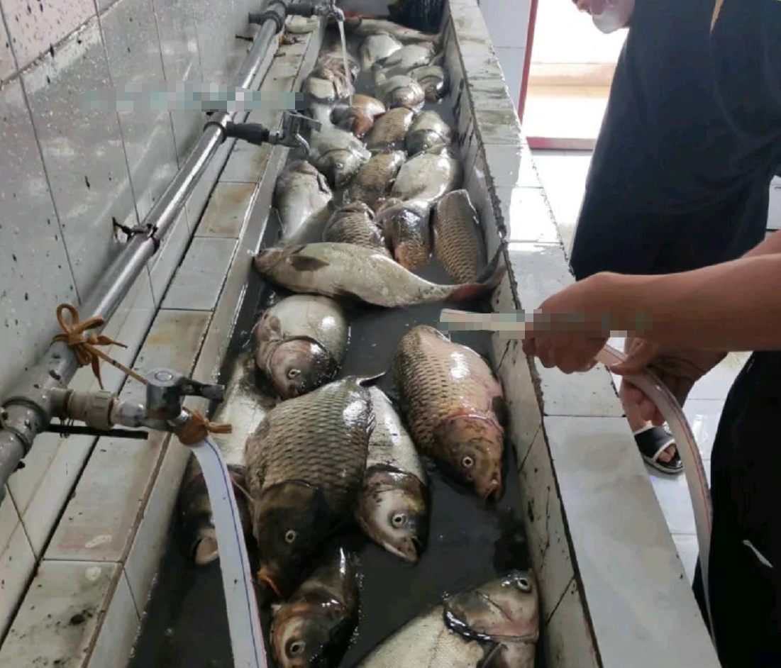 河南持续高温学校湖泊干涸，大量湖鱼被暴晒成鱼干，学生：捞了200斤