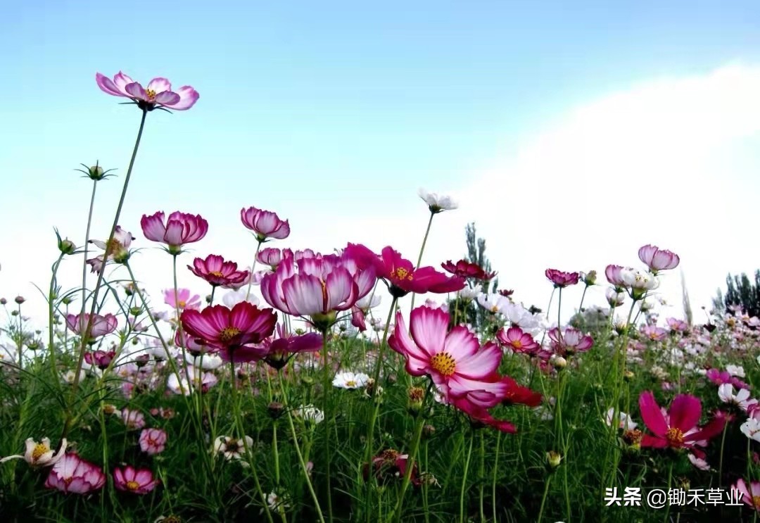 格桑花和波斯菊的区别(格桑花-波斯菊)
