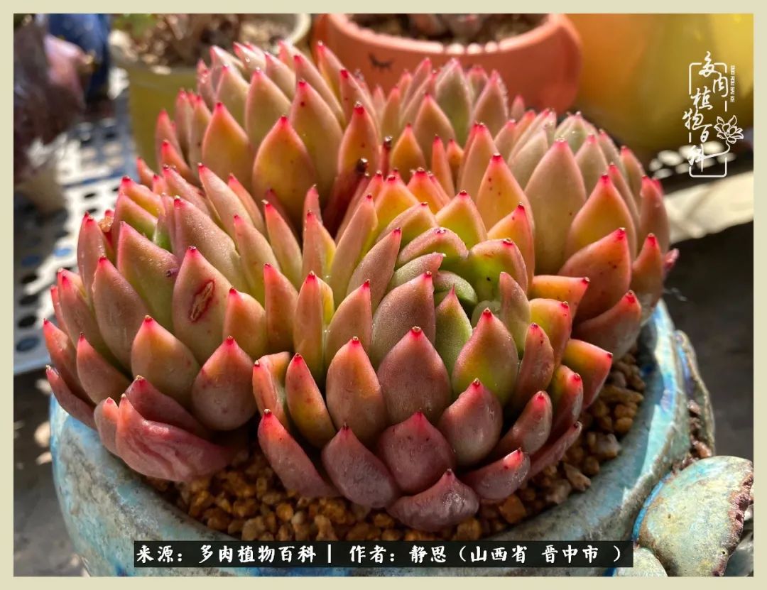 这低谷的一年,感谢多肉的陪伴