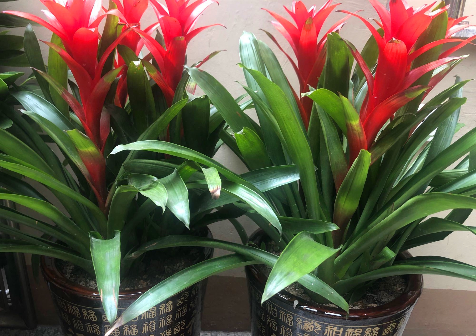 鸿运当头花怎么养?用好3招,侧芽呼呼冒,年年有花看