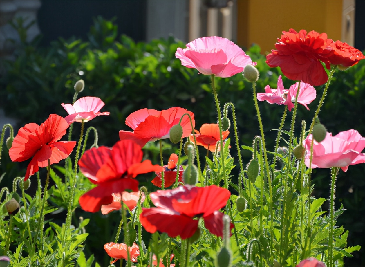 这4种花，再喜欢也别乱送人，容易“反目成仇”