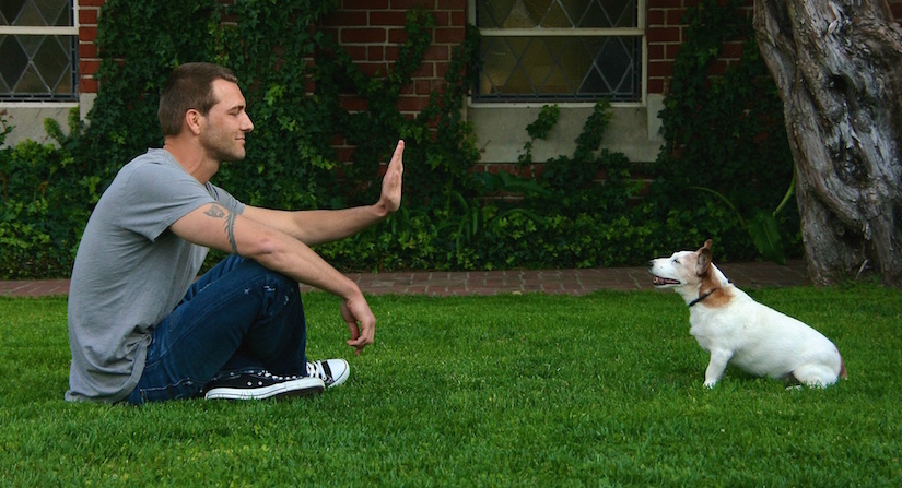 牧羊犬训练方法