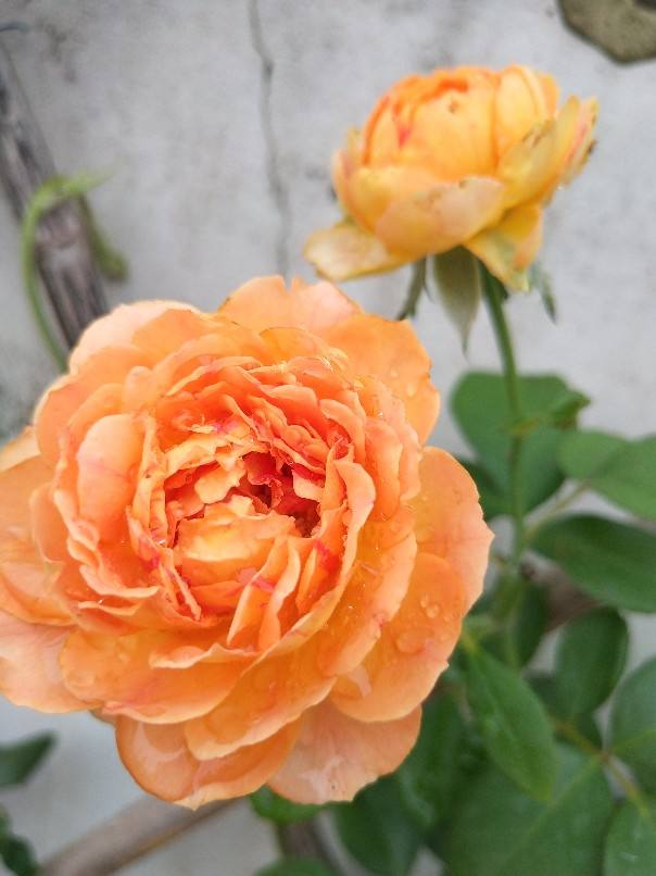 10种常见月季花图鉴，不要再问别人了，自己收藏慢慢看