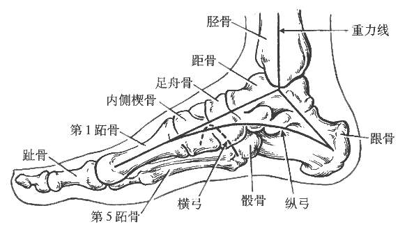 儿童足部知识了解一下，教你看懂孩子有没有扁平足