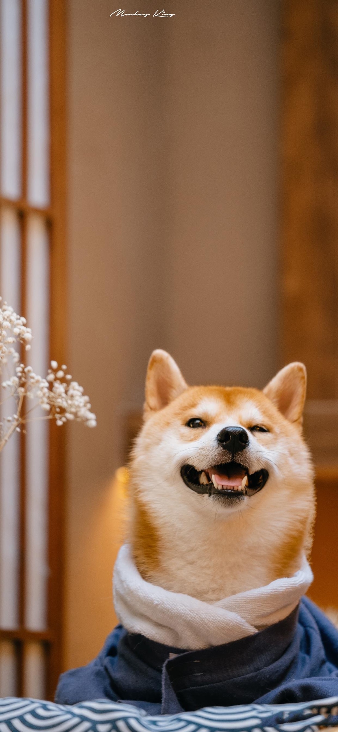 13关于狗的说说与配图(单身狗发的说说配图) _晶羽文学网