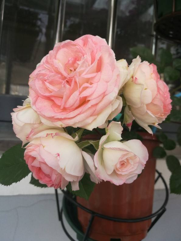 10种常见月季花图鉴，不要再问别人了，自己收藏慢慢看