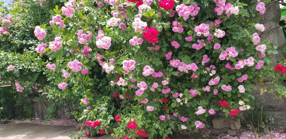 家里养蔷薇，给它扎个“花架子”，蹭蹭爬成花墙