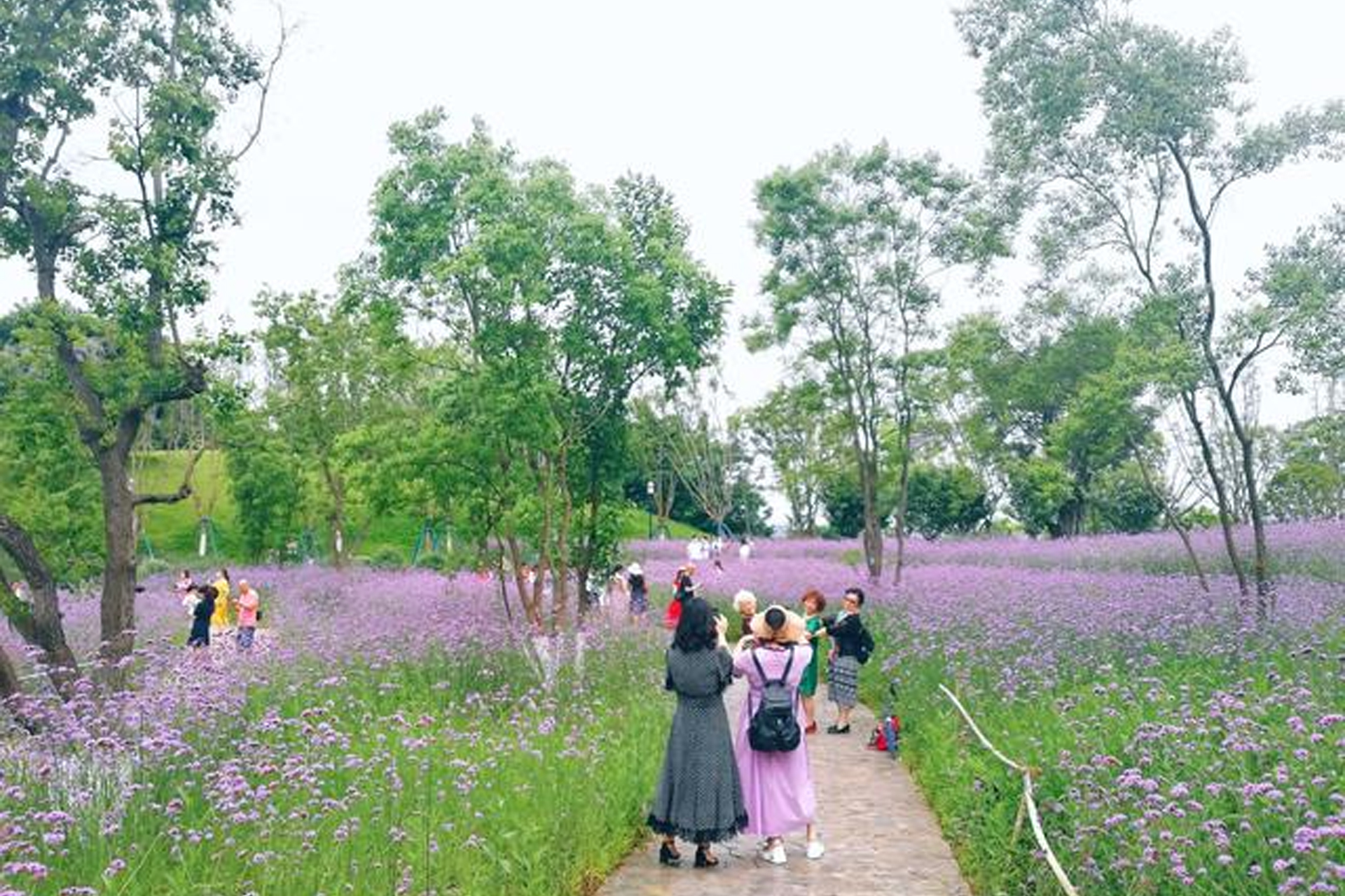 重庆的6月是属于紫色的季节，15片梦幻紫色花海，并非网红薰衣草