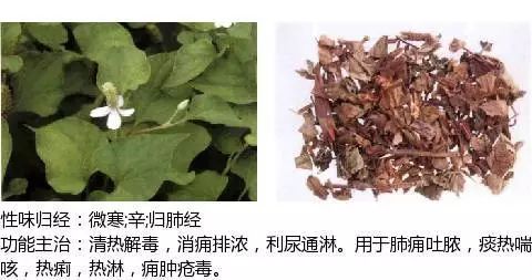 300个中草药图谱（附主治功效），知道一半就太牛了（上）