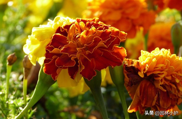 红色菊花代表什么意思（不同品种的菊花花语）