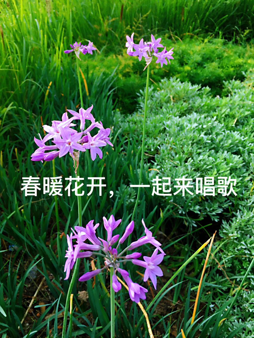 小星星中英文歌词对照（盘点十首儿童英文歌）