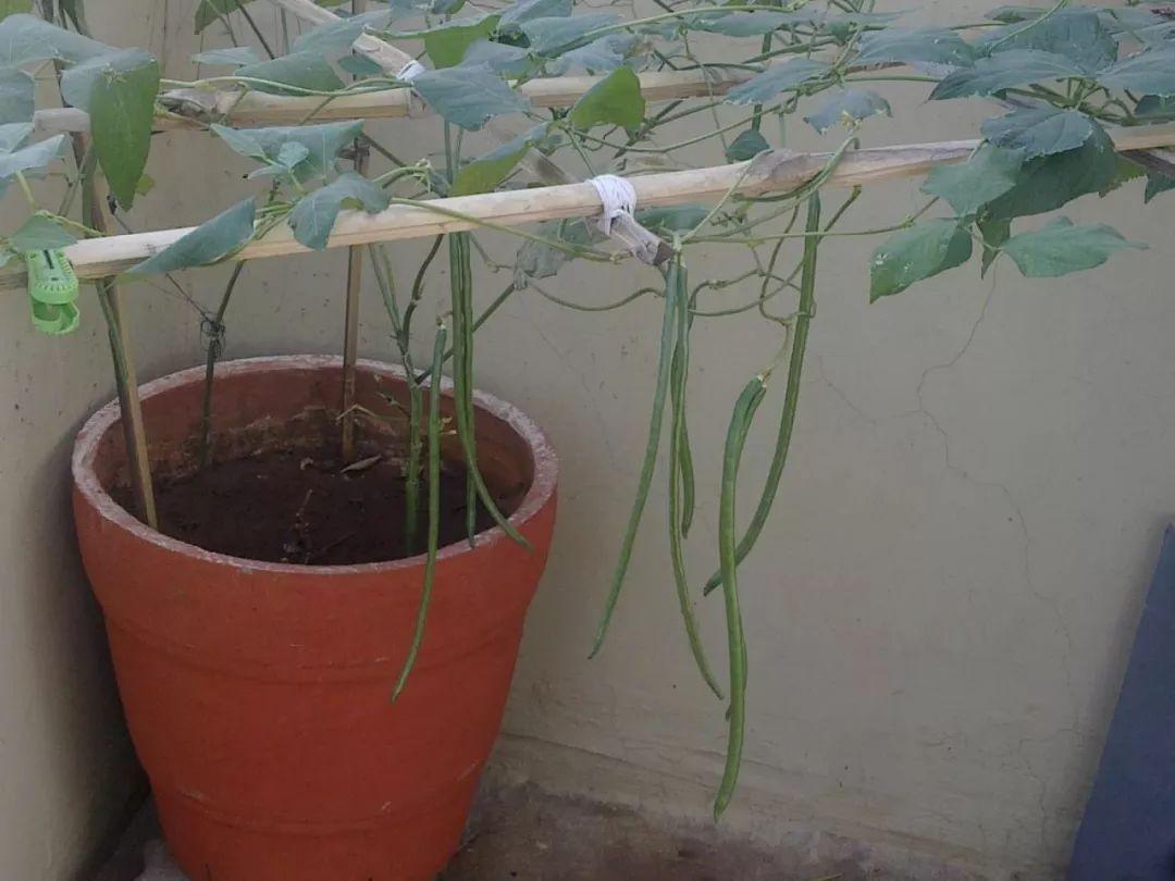 豇豆圖片,豇豆圖片大全