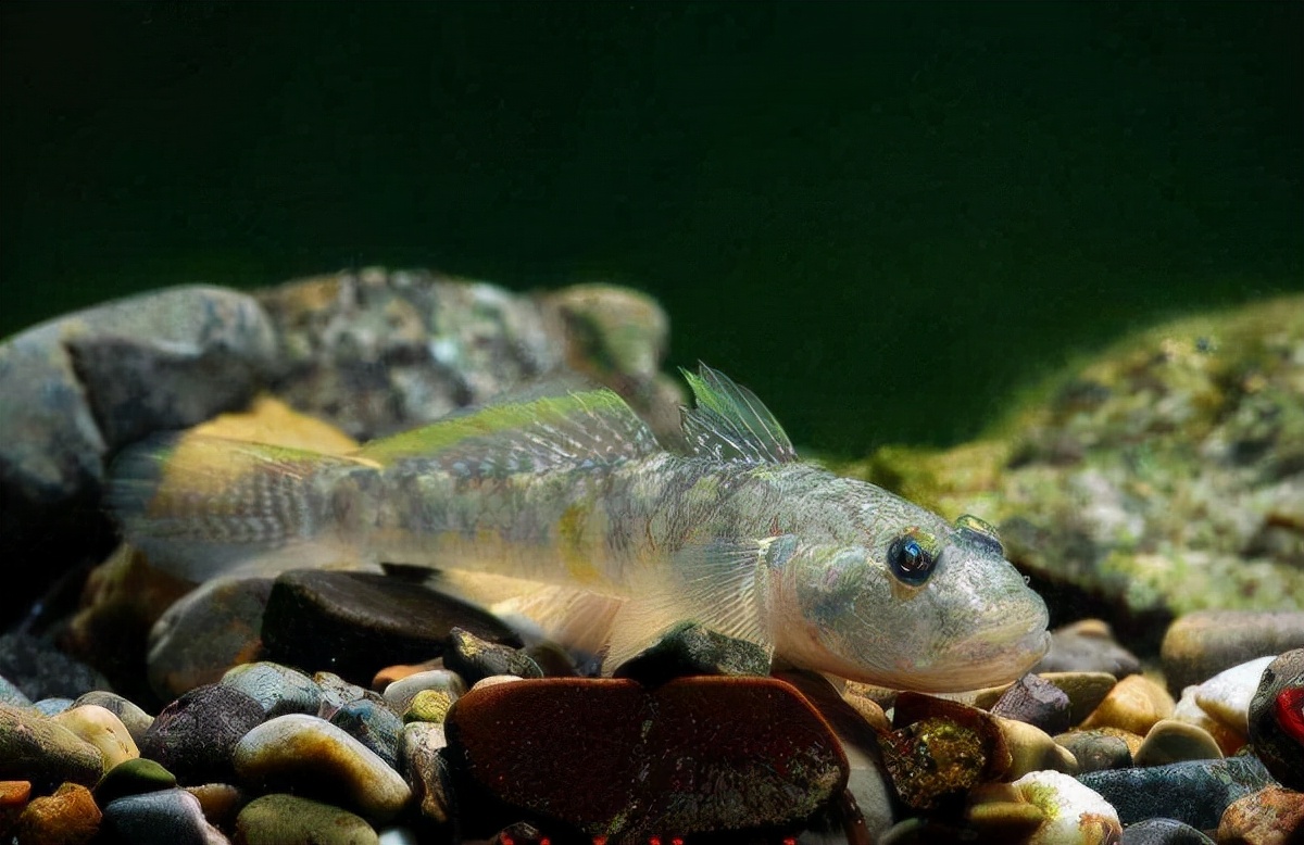 世界上最小的鱼 世界上最小的大象 - 汽车时代网