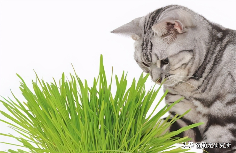 养一只美短猫基本需要什么？