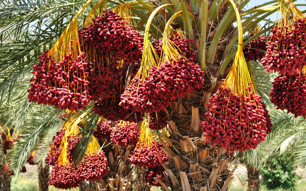 迪拜土豪都喜欢的椰枣,为何在我国反响很一般?
