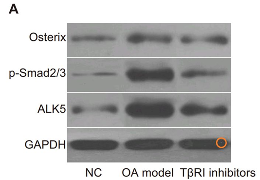江苏师范大学发表的SCI论文被质疑