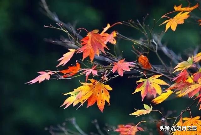 上联“野陌秋风起”，征求美联妙诗