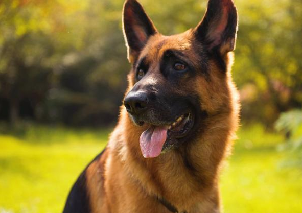 喜欢大狗狗的女孩子,这8种"中大型犬"可别错过啦