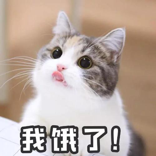 让我们一起学喵语