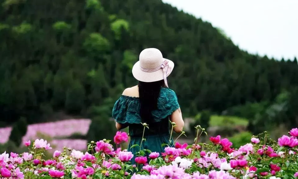 30000亩芍药花开！成都出发1.5h，免费赏花、徒步、游山…绝了