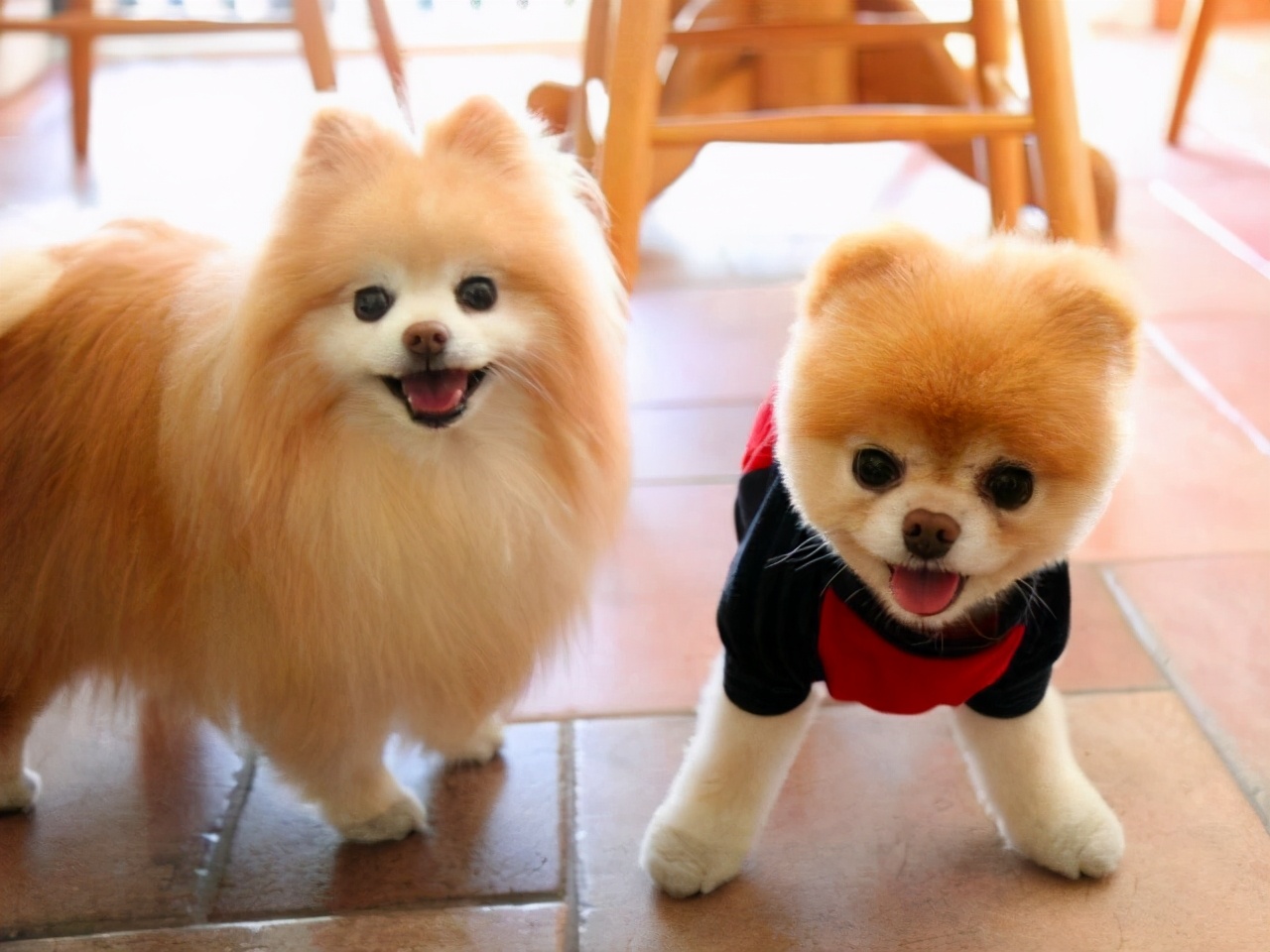 如何区分"纯种"博美和"串串"博美,看看你家狗纯吗?