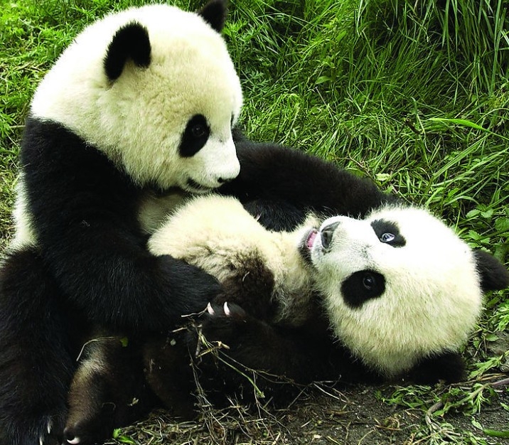 成都好的大学（电子科大）