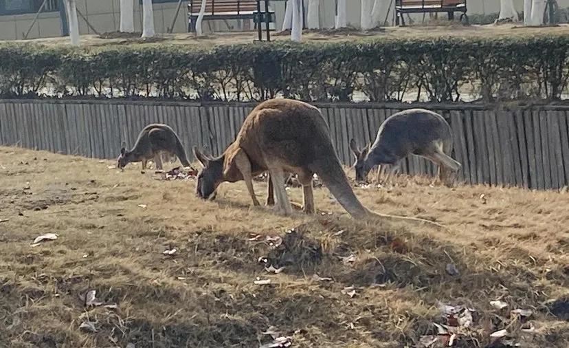 潜山隐市猜生肖