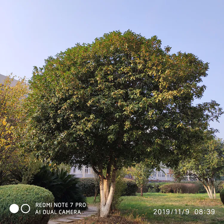 陪你一起看湖北省广水一中①——走进植物王国