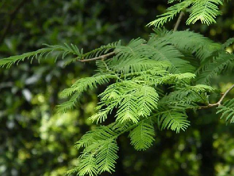 常见的10种裸子植物(生活中的裸子植物大盘点)