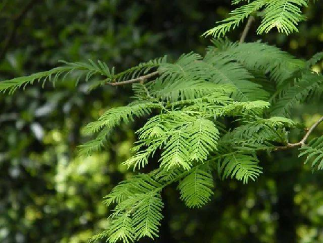 常见的10种裸子植物（生活中的裸子植物大盘点）