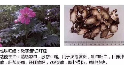 300个中草药图谱（附主治功效），知道一半就太牛了（上）