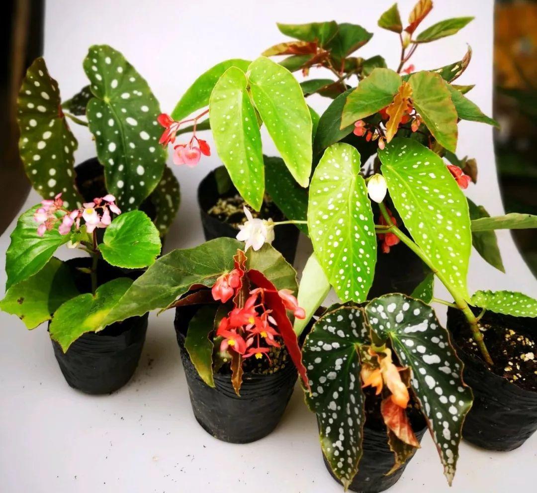 20种耐阴花,比绿萝好养,摆客厅名贵又有范儿