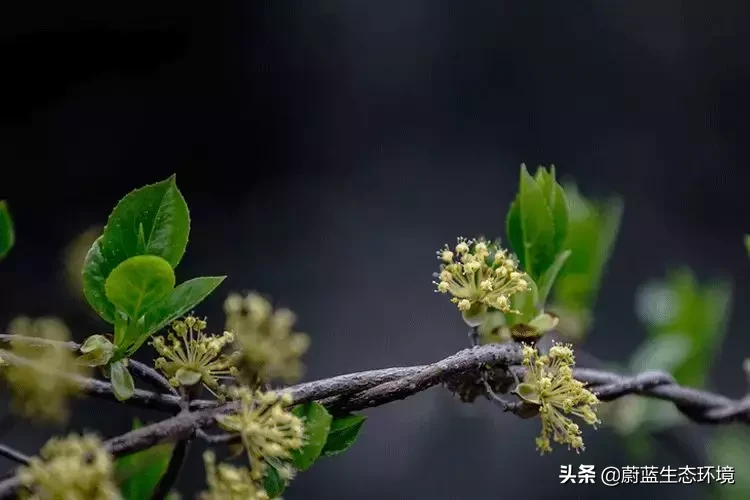 清明为什么要祭祖？