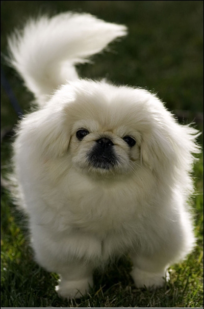 曾经享尽荣华富贵的皇家御犬——京巴犬 挑选饲养护理方法等全介绍