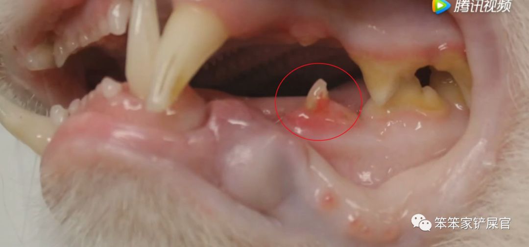 猫咪最危险的「牙齿高发疾病」，一旦发生就需要拔牙治疗