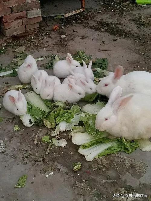 兔子繁殖快,可为何在农村很少有人养殖兔子来致富呢?