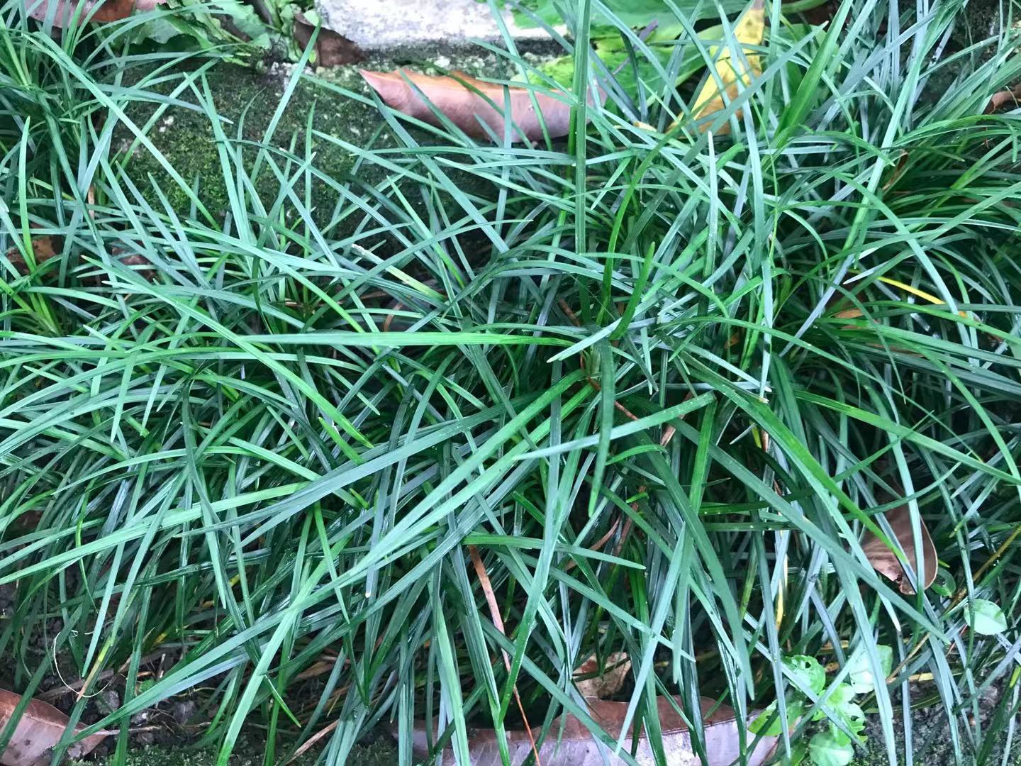 麦冬为百合科沿阶草属植物,叶片狭长呈韭叶形,四季常绿.