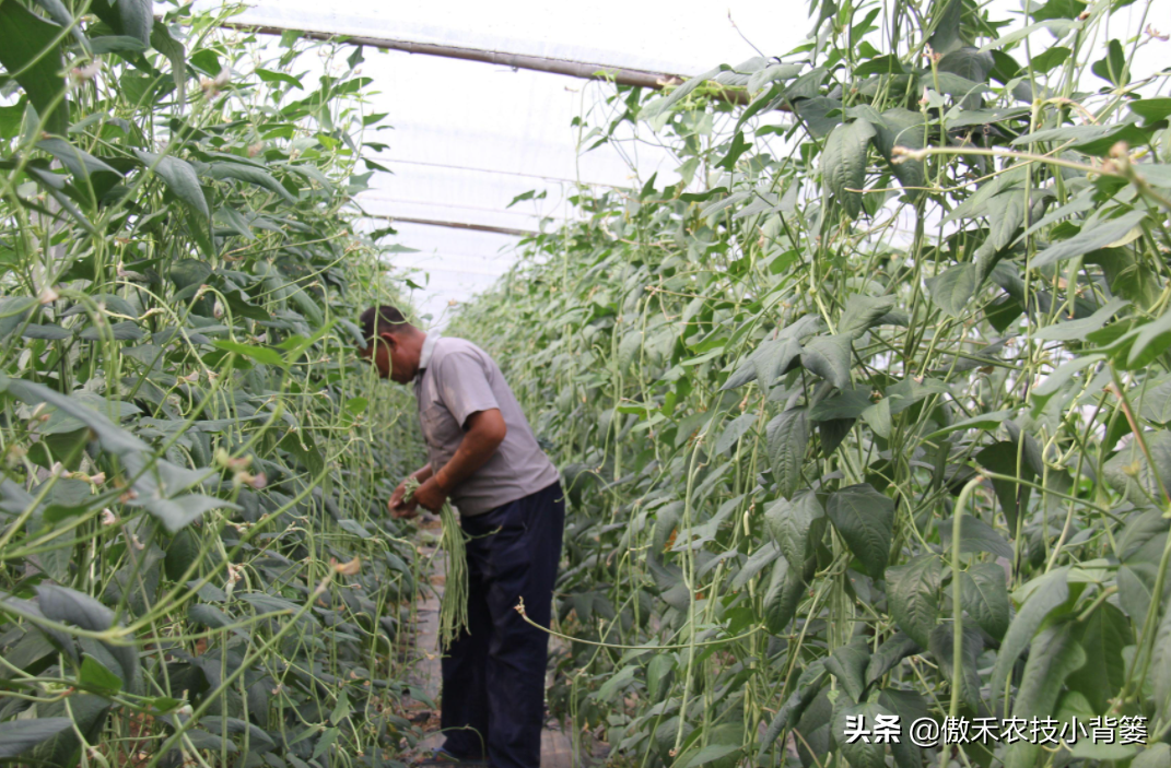 种植豆角的技术和方法（最全相关豆角种植和管理攻略）