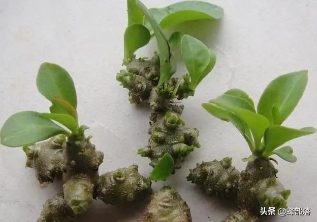 被误认为是中药材三七，农药无法消灭，如今成美食，有人靠它发财