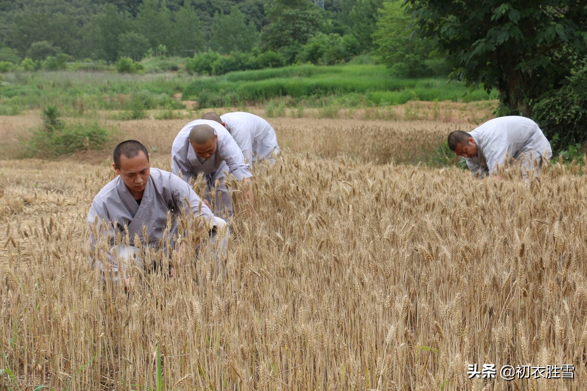 迎接农历五月，走进盛夏与仲夏，七首古诗感受盛夏里的火热与清凉