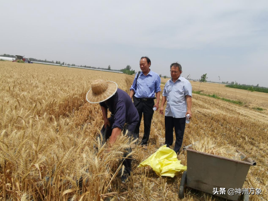 周口一退休老師培育出大穗小麥良種再獲豐收