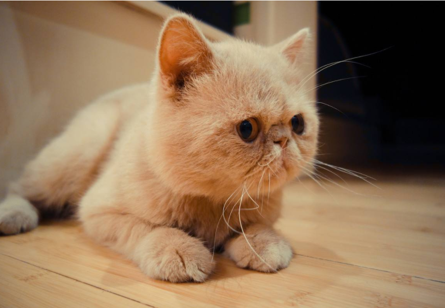 猫咪经常流泪是什么原因引起的？常见的猫咪眼部疾病有哪些？