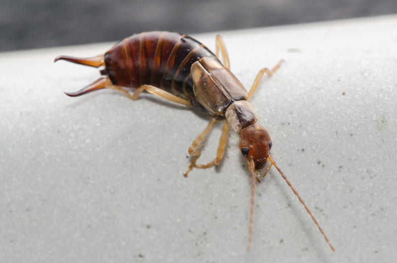 夹子虫是从哪里爬出来的蠼螋对人的危害