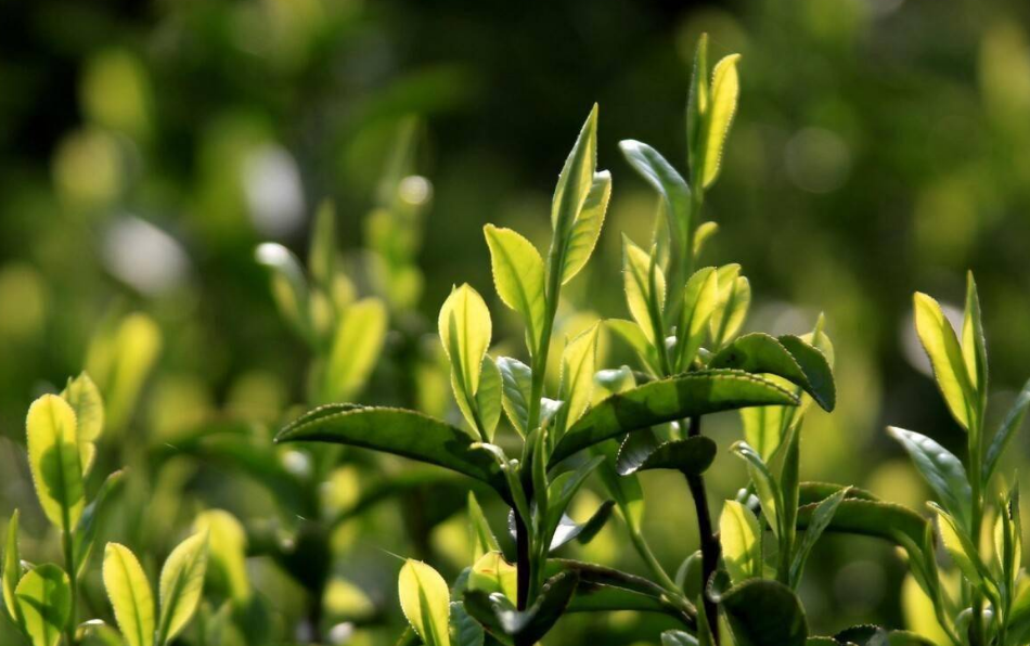 最好的茶叶排名，全国10大名茶新排名解析？