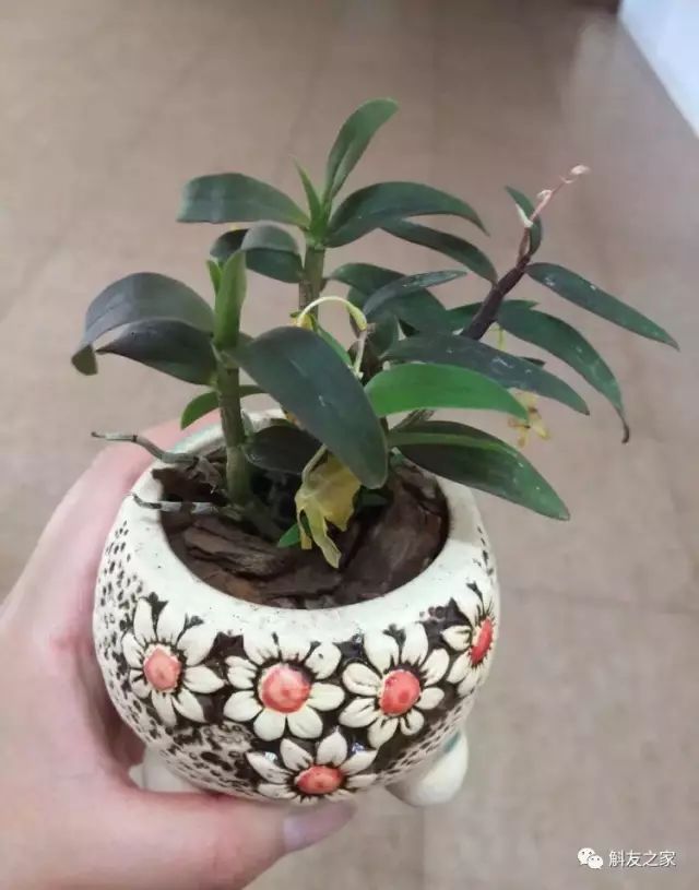 种石斛兰的植料，原来这样配比种一盆活一盆…