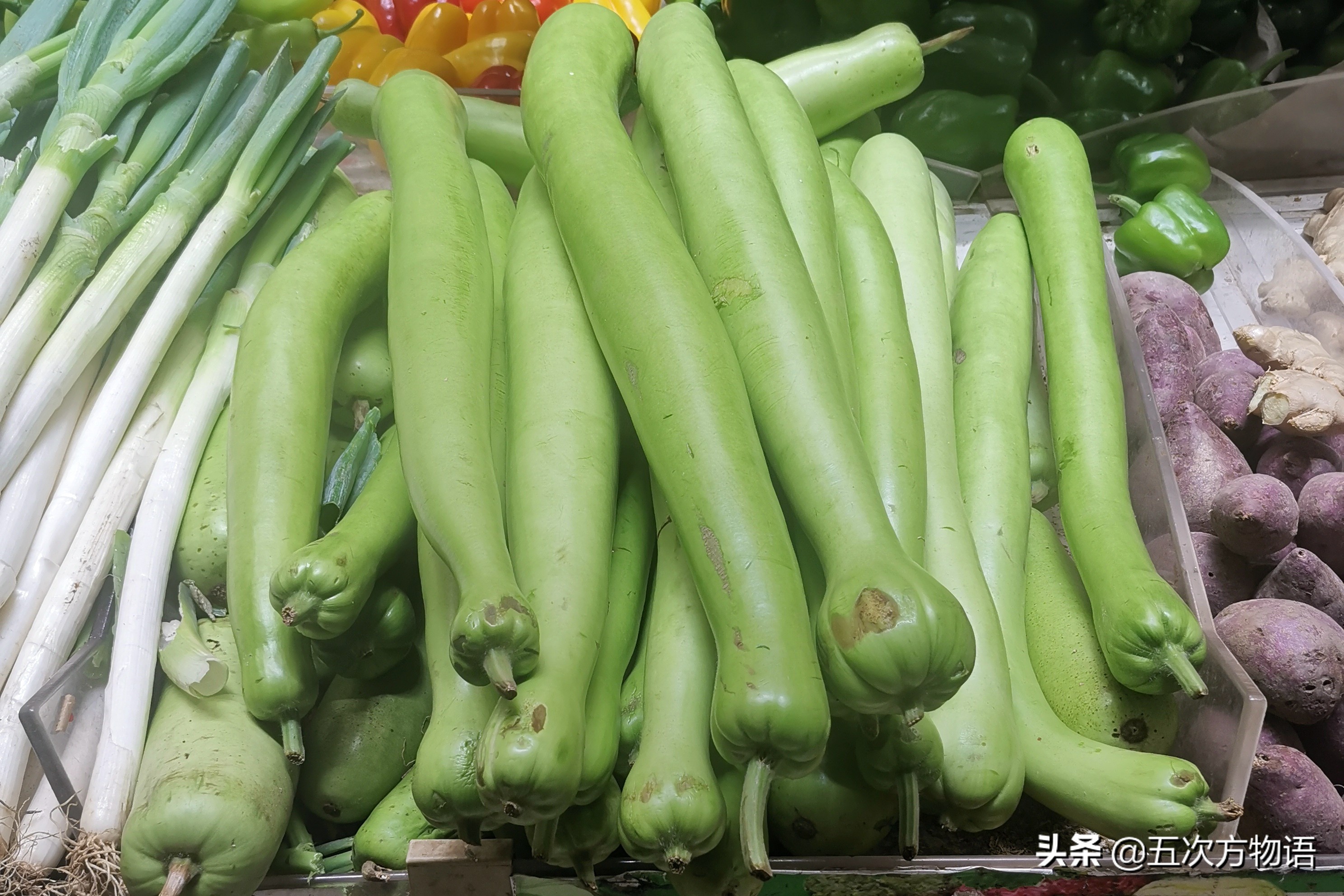 国内葫芦科蔬果全介绍